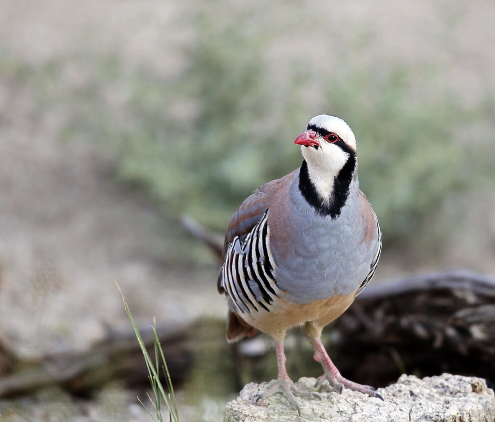 Chukar