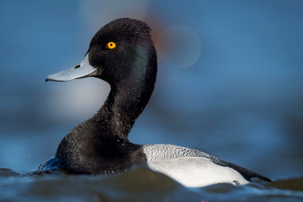 Lesser Scaup