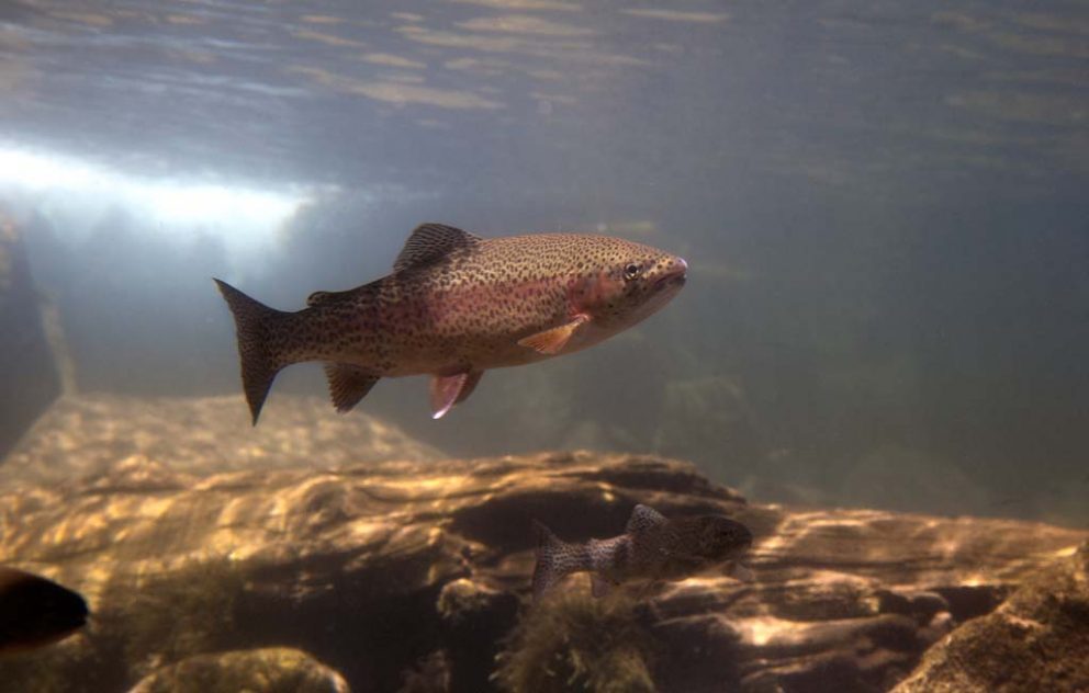 Rainbow Trout