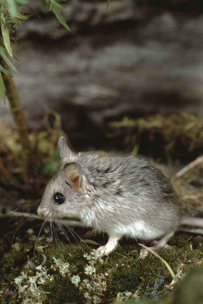 Northern Grasshopper Mouse