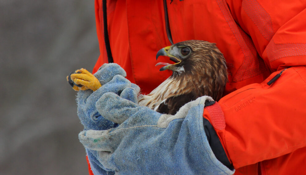 Rescued Red-tailed hawk being held by rehabilitator with gloves 