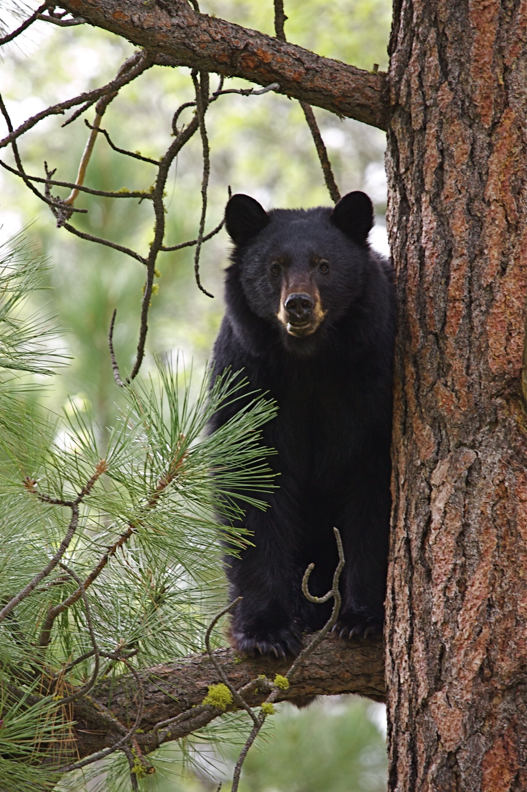 Black bear in a tree